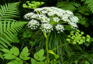 Sâm đương quy (tên khoa học: Angelica sinensis)