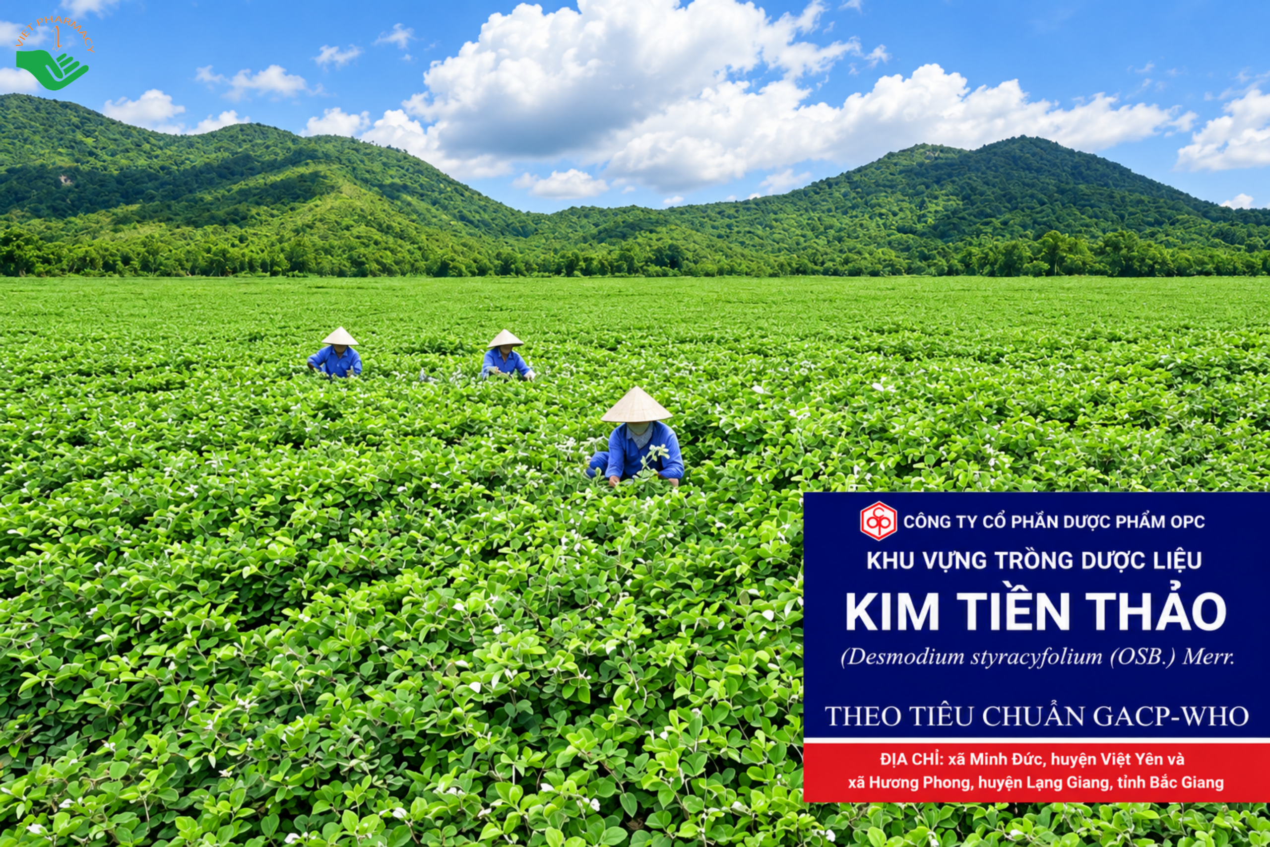 Vùng trồng dược liệu Kim tiền thảo đạt tiêu chuẩn GACP-WHO của OPC